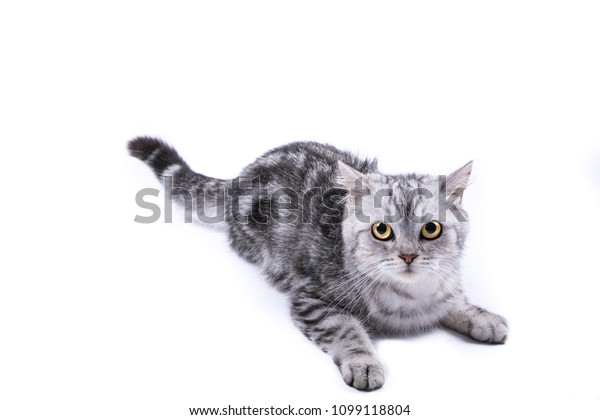 Closeup Black Gray Striped American Shorthair Stock Photo Edit