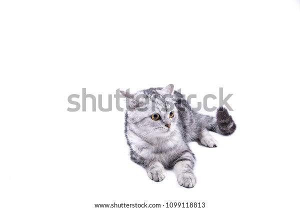 Closeup Black Gray Striped American Shorthair Stock Photo Edit