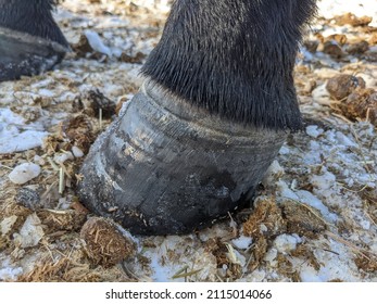 Closeup of black horse feet hooves in the snow outside showing hoof rings and coronary band. 