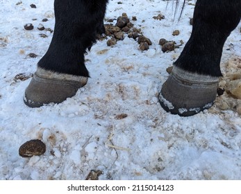 Closeup of black horse feet hooves in the snow outside showing hoof rings and coronary band. 