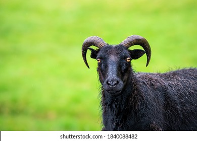 Closeup Of Black Icelandic Sheep Standing On Green Grass Pasture At Farm Field In South Iceland Looking At Camera With Orange Eyes