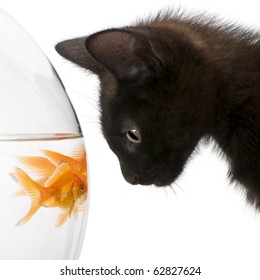 cat fish bowl