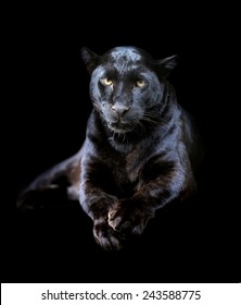 Close-up black leopard on dark background