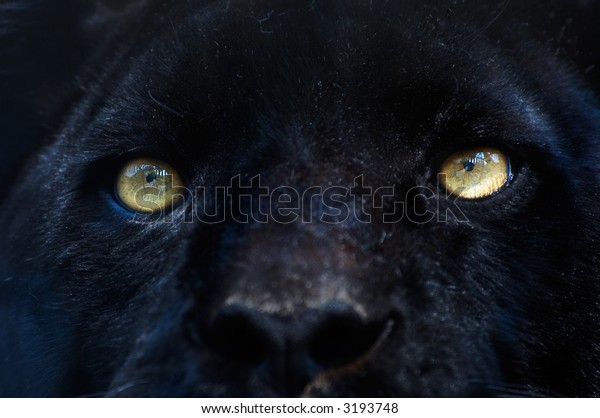 Closeup Black Panther Stock Photo 3193748 | Shutterstock