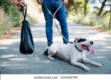 closeup of a black poop bag in the hand of a young woman next to a young man walking a male mongrel dog mix of Bull Terrier, Pit Bull and American Staffordshire Terrier