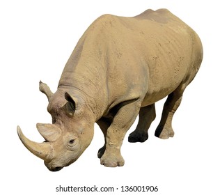 Closeup Of Black Rhinoceros (Diceros Bicornis) Isolated On White Background