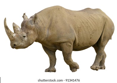 Closeup Of Black Rhinoceros (Diceros Bicornis) Walking Viewed Of Profile, Isolated On White Background