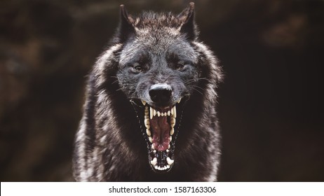 A closeup of a black roaring wolf with a huge mouth and teeth with a blurry background