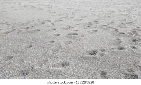 Closeup Of Black Sand With Many Footprints Such As People, Kids, Dog Footprint Surface Beach At Beachside In New Zealand. Sandy Beach Concept. Empty Copy Space For Text.