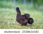 A close-up of a black Silkie chicken standing on green grass in a blurred natural background on a sunny daytime