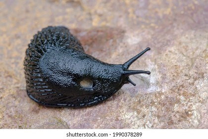 Closeup Of A Black Slug (Arion Ater) With Open Exposed Breathing Hole (pneumostome).