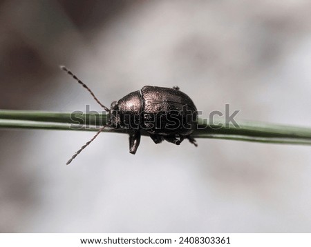 Closeup black small Flea beetles perched on the grass. The scientific name is Chaetocnema. Chaetocnema is a genus of flea beetles in the family Chrysomelidae. Taken with macro shots. 
