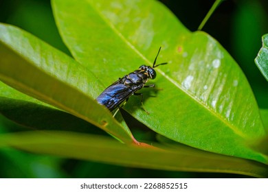 Close-up of Black soldier Fly with another one behind it - MEET THE FLY THAT COULD HELP SAVE THE PLANET - Powered by Shutterstock