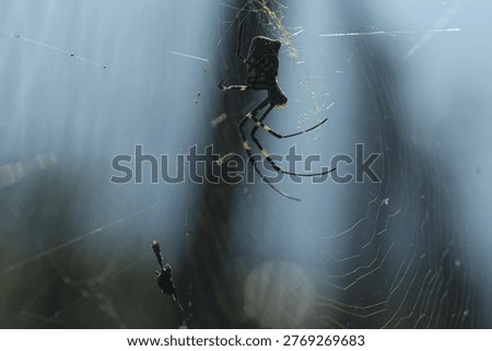 Close-up of a black spider in its cobweb, macro nature shot of arachnid predator