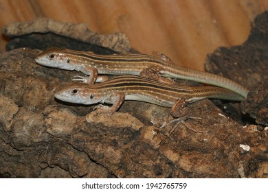 A closeup of black striped rainbow whiptail