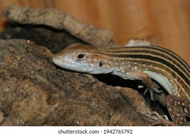 A closeup of black striped rainbow whiptail