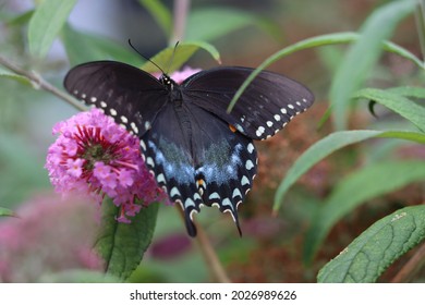 Closeup of a black swallowtail butterfly on a butterfly bush