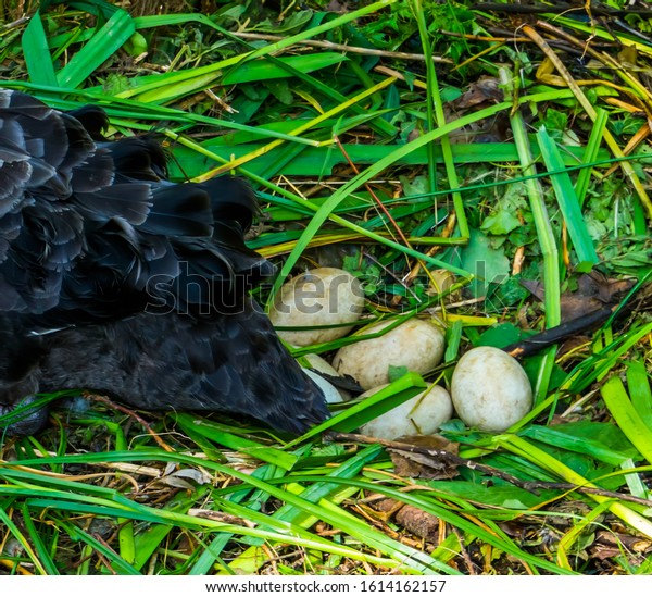 Closeup Of Black Swan Eggs In The Birds Nest Bird Breeding Season closeup-of-black-swan-eggs-in-the-birds-nest-bird-breeding-season