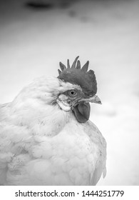 A close-up black and white animal head portrait of a white colored leghorn crossbred free range egg laying hen chicken with white snow in the background on a rural Wisconsin farm in the winter season.
