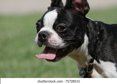 Closeup Black White Boston Terrier Dog Stock Photo 75728515 | Shutterstock