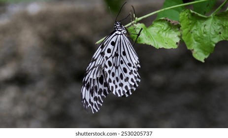 Closeup of a Black and White Butterfly Resting on Green Leaf with Soft Background, Featuring Delicate Wing Patterns and Natural Outdoor Setting - Powered by Shutterstock