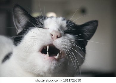 Closeup of a black and white cat grimacing with his mouth open