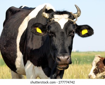 Closeup of a black and white cow      