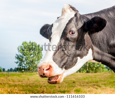 Closeup of a black and white cow with her mouth open.