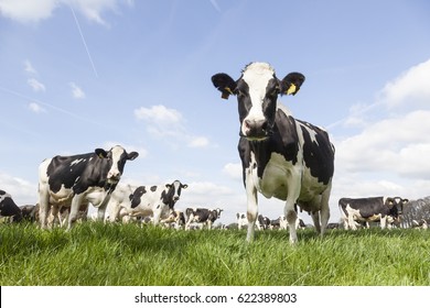 closeup of black and white cows in dutch meadow on sunny spring day in the netherlands