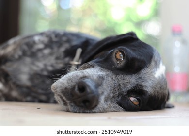 A close-up of a black and white dog's face, capturing its tired, sad, or bored expression as it lays on a tiled floor. The image reflects the dog's weariness, conveying a sense of fatigue or illness - Powered by Shutterstock