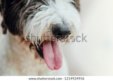 Close-up of black and white dog's nose
