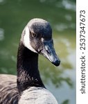 A closeup of a black and white feathered goose with a blurred waterscape in the background