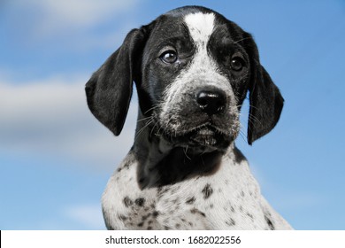 black and white german shorthaired pointer puppies