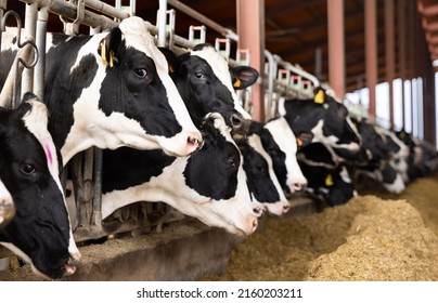 Closeup of black and white Holstein dairy cows eating hay peeking through stall fence on livestock farm.. - Shutterstock ID 2160203211