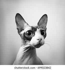 Hairless Cat Images Stock Photos Vectors Shutterstock