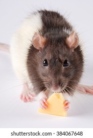 Closeup Of A Black And White Rat Eating Cheese