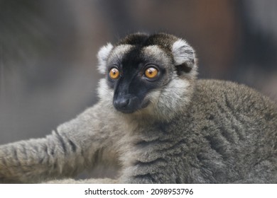 Close-up - Black And White Ruffed Lemur Face