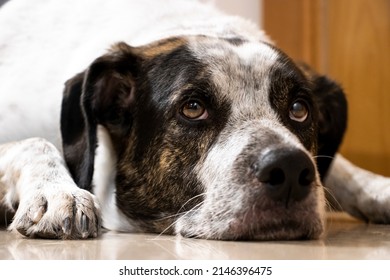 Close-up of a black and white spotted pointer dog laying on the floor with his paws beside his head looking up, waiting for his owner