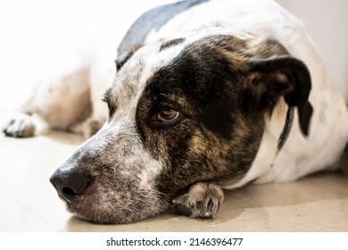 Close-up Of A Black And White Spotted Pointer Dog Laying Sleepy On The Floor With His Paw Below His Chin, Looking Aside