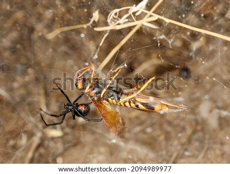 A closeup of a black widow spider attacking a bee on a spiderweb