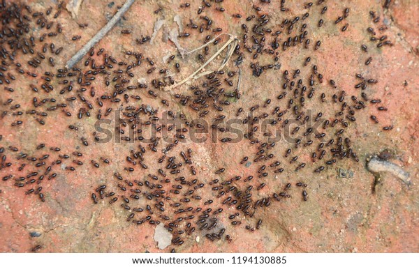 Closeup of black\
wild termite rally on the forest ground after raining. The natural\
art background and\
template.