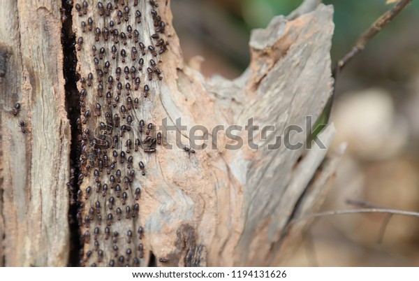 Closeup of black\
wild termite rally on the old dead tree after raining. The natural\
art background and\
template.
