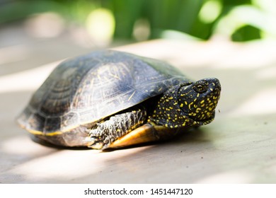 1,493 Yellow Spotted Turtle Images, Stock Photos & Vectors | Shutterstock