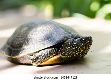 1,493 Yellow Spotted Turtle Images, Stock Photos & Vectors | Shutterstock