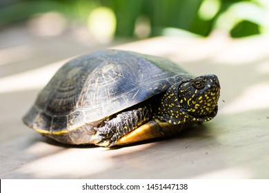 1,493 Yellow Spotted Turtle Images, Stock Photos & Vectors | Shutterstock