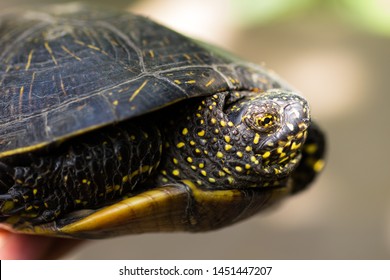 1,493 Yellow Spotted Turtle Images, Stock Photos & Vectors | Shutterstock