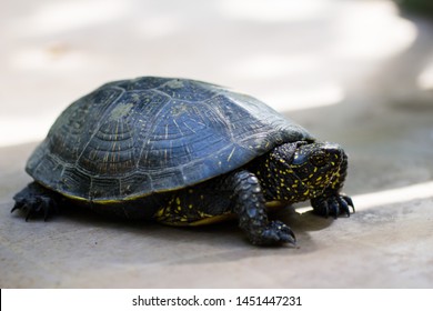 1,493 Yellow Spotted Turtle Images, Stock Photos & Vectors | Shutterstock