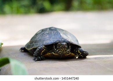 1,493 Yellow Spotted Turtle Images, Stock Photos & Vectors | Shutterstock