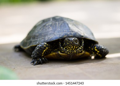 1,493 Yellow Spotted Turtle Images, Stock Photos & Vectors | Shutterstock