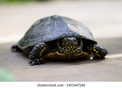 1,493 Yellow Spotted Turtle Images, Stock Photos & Vectors | Shutterstock